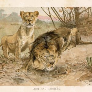 LION and LIONESS - Stunning Colour Vintage Print 1904