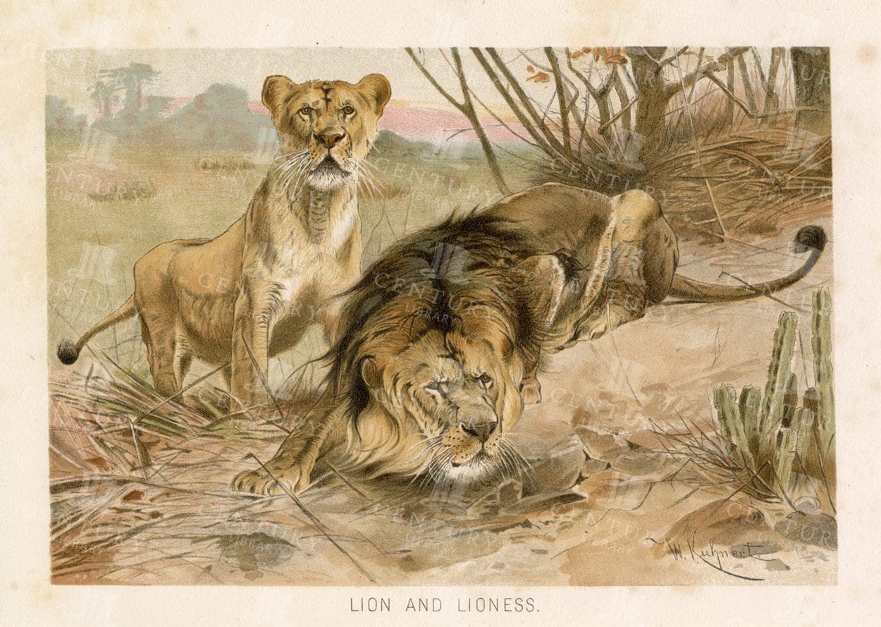 LION and LIONESS - Stunning Colour Vintage Print 1904