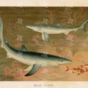 BLUE SHARK - Vintage Coloured Natural History Print - 1904