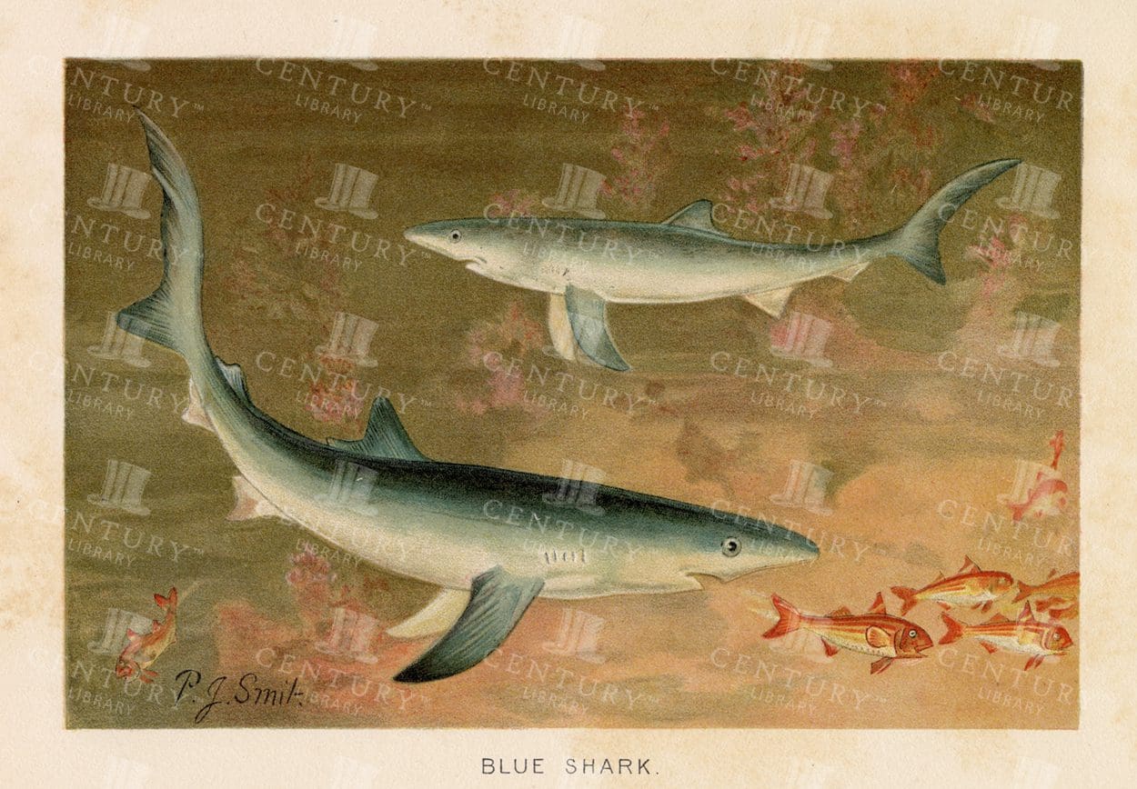 BLUE SHARK - Vintage Coloured Natural History Print - 1904