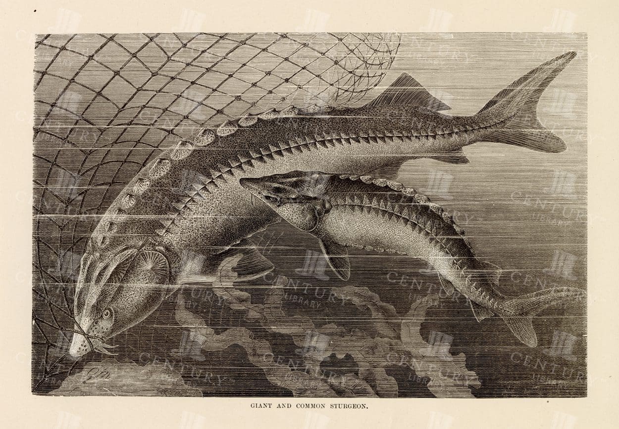 VINTAGE Natural History Print Of Giant and Common STURGEON