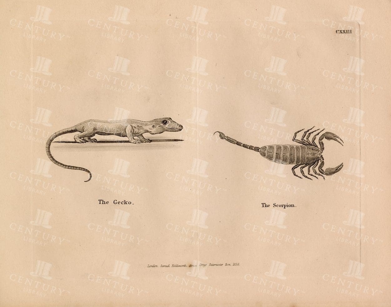 VINTAGE Engraving of The Gecko and The Scorpion - Antique 1836 Print
