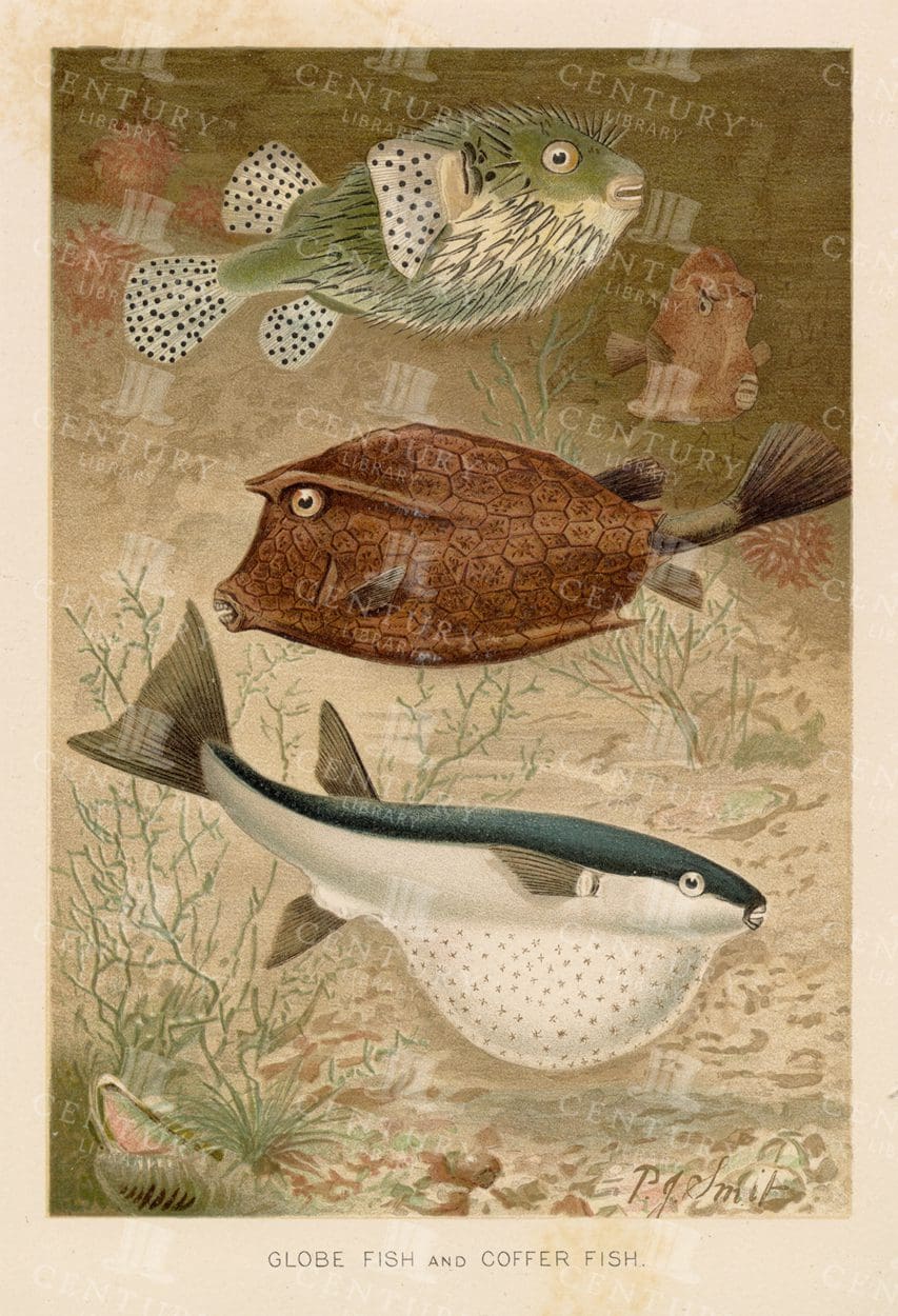 VINTAGE 1904 Natural History Print - Globe Fish and Coffer Fish