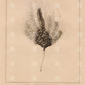 BOTANICAL Vintage Print - A Species of Wheat