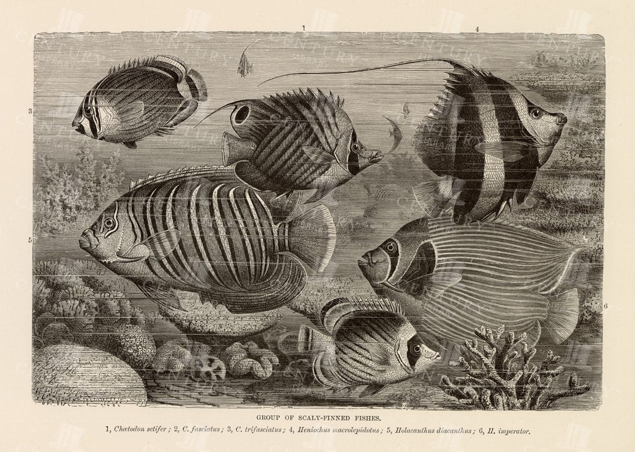 VINTAGE 1904 Natural History Print - Group of Scaly-Finned Fishes
