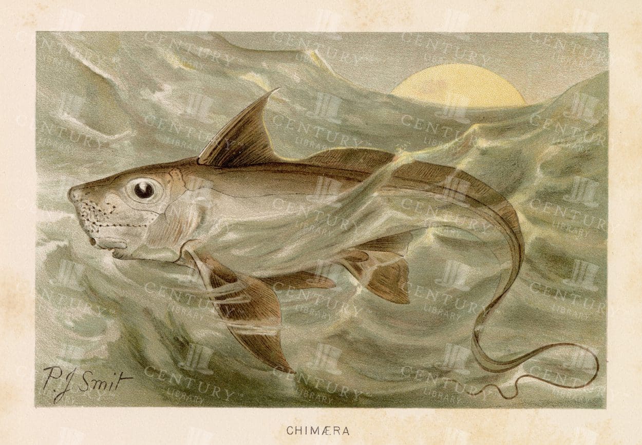 CHIMAERA (rabbit fish) - Coloured Natural History Print