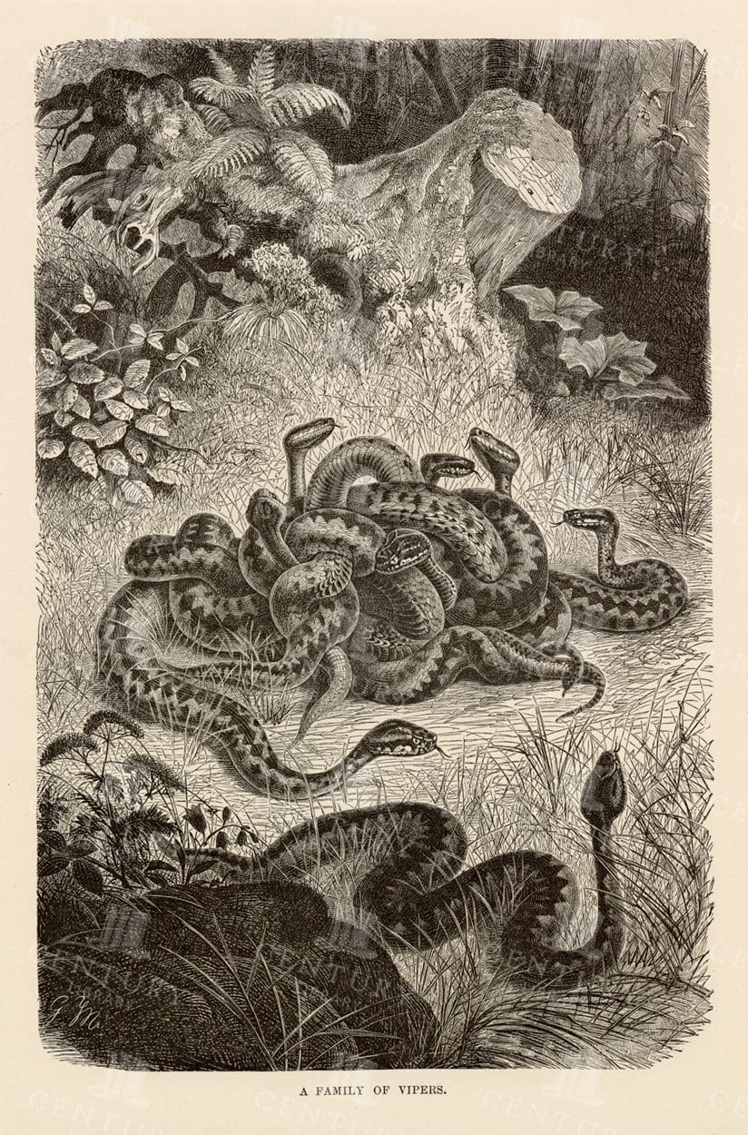 1904 Natural History Vintage Print - A Family of Vipers