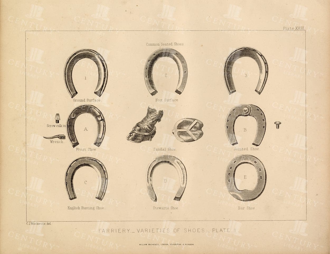 ANTIQUE Farriery Print - Varieties of Shoes - Vintage 1896