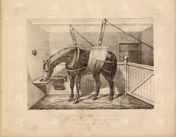 VINTAGE Veterinary Print - Method of Slinging the Horse