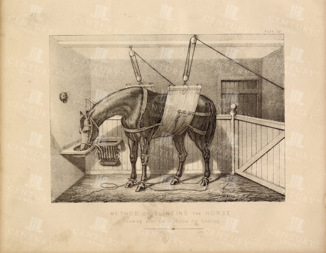 VINTAGE Veterinary Print - Method of Slinging the Horse