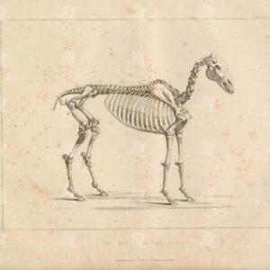 VINTAGE Anatomy Print - The Bones of the Horse - 1896