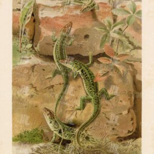WALL - LIZARDS - Vintage Natural History of Animals Print - 1904