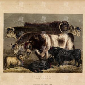STUNNING Colour Print  - Prize Cattle - Vintage Engraving 1896