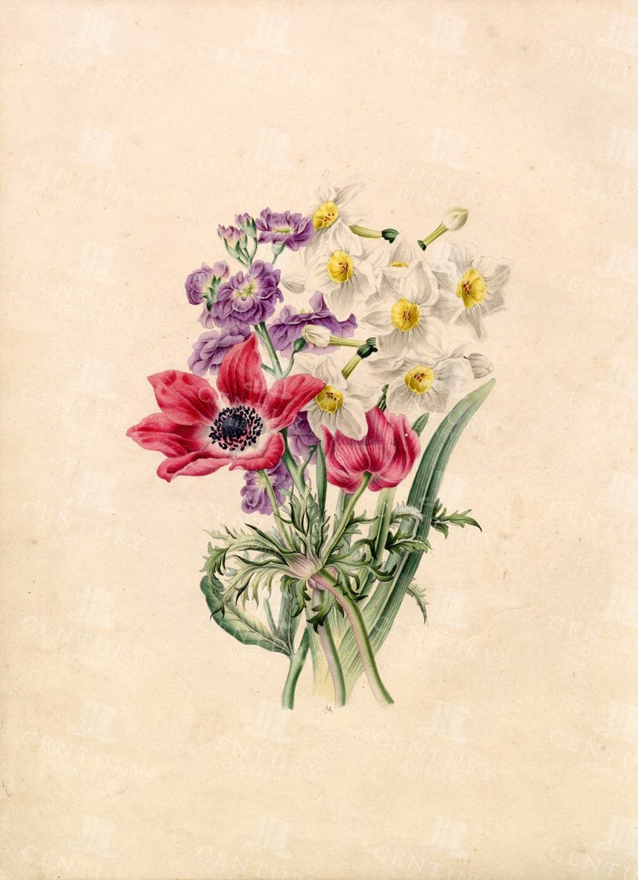 BEAUTIFUL Colour Mixed Bouquet - Vintage 1830 Print from Flora's Gems