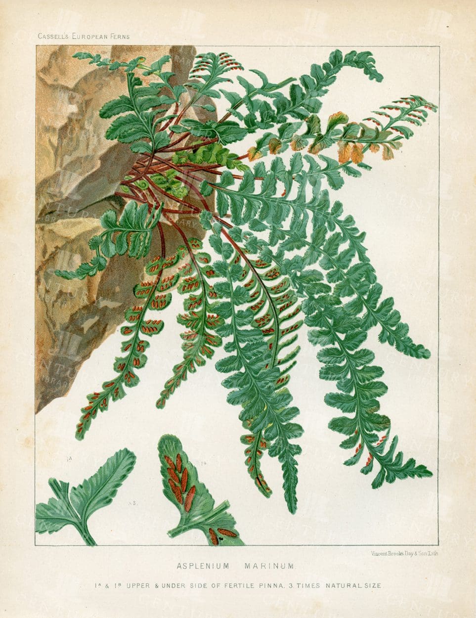 VINTAGE Botanical Print - Asplenium Marinum Fern - Antique 1881