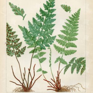 BOTANICAL Vintage 1881 Print - Asplenium Species of European Ferns