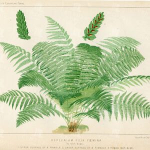 ASPLENIUM Filix Foemina - Vintage 1881 Botanical Fern Print