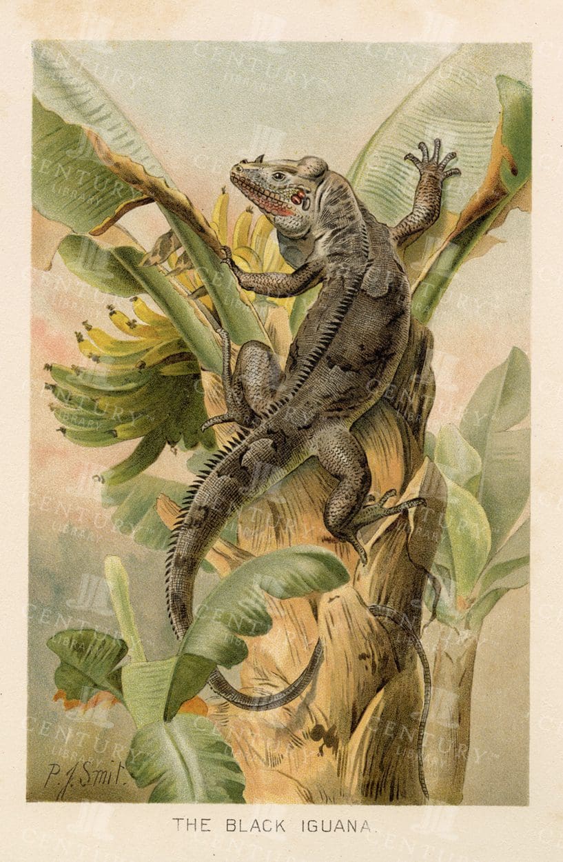 THE BLACK IGUANA - Beautiful Coloured Natural History Vintage Print