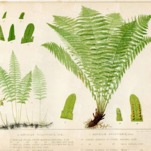 ANTIQUE Fern Print 1881 - Aspidium Thelypteris - Aspidium Oreopteris