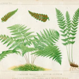 1881 Vintage Botanical Print of Aspidium Fern Species