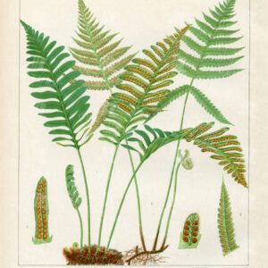 ANTIQUE Botanical Fern Print - Polypodium Vulgare - Polypodium Phegcpteris