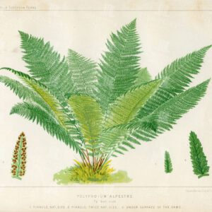 ANTIQUE 1881 Print - Polypodium Alpestre Fern - European Ferns