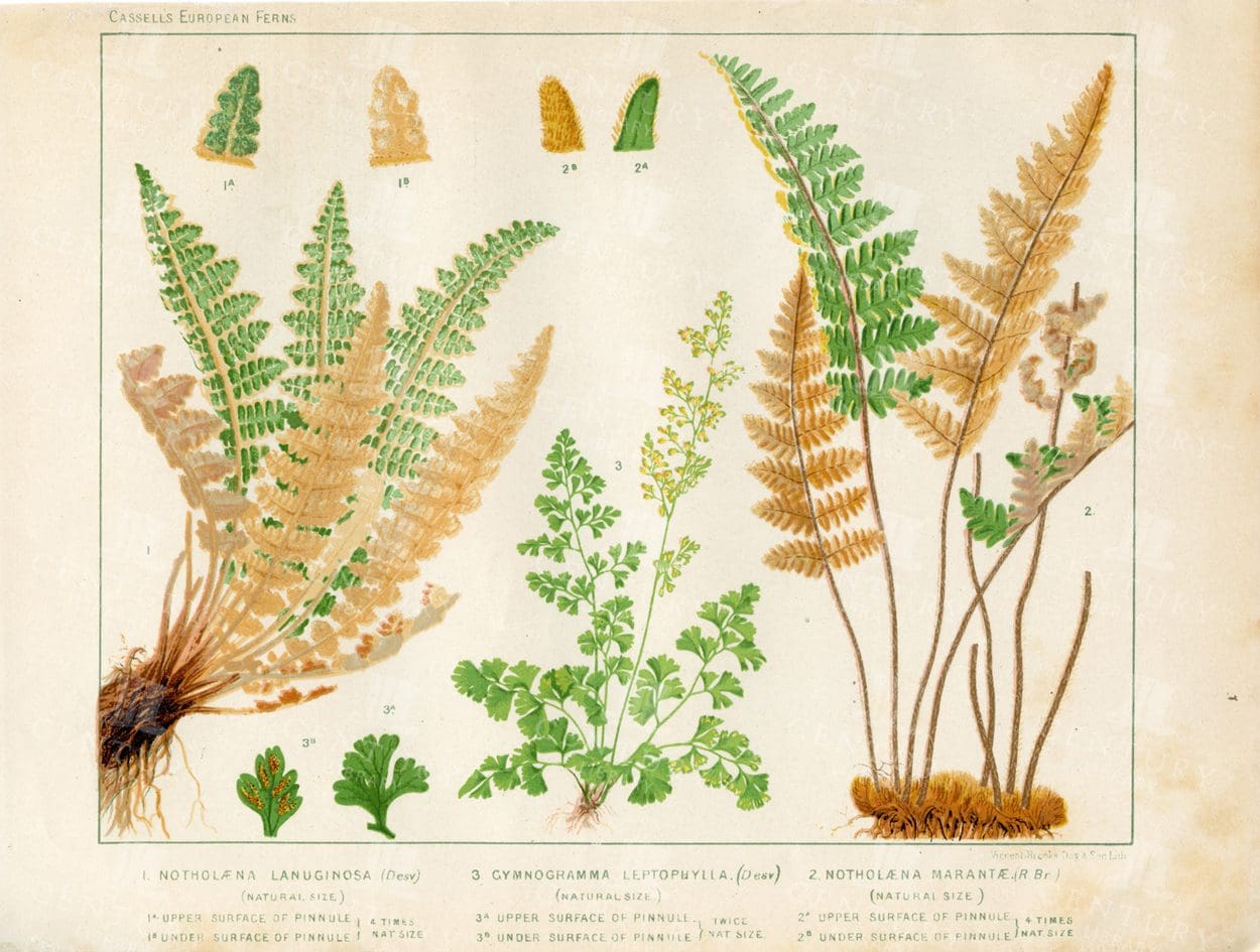 BOTANICAL Vintage 1881 Print - Various Fern Species - European Ferns