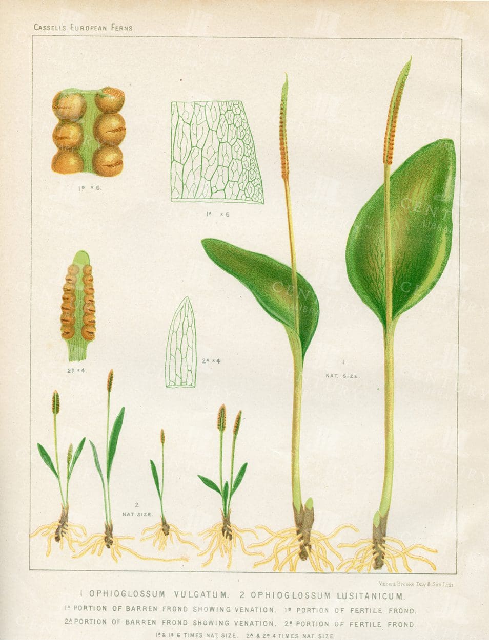 EUROPEAN FERNS - Vintage Botanical 1881 Print