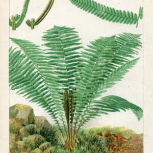 ANTIQUE 1881 Botanical Print - Struthiopteris Germanica Fern