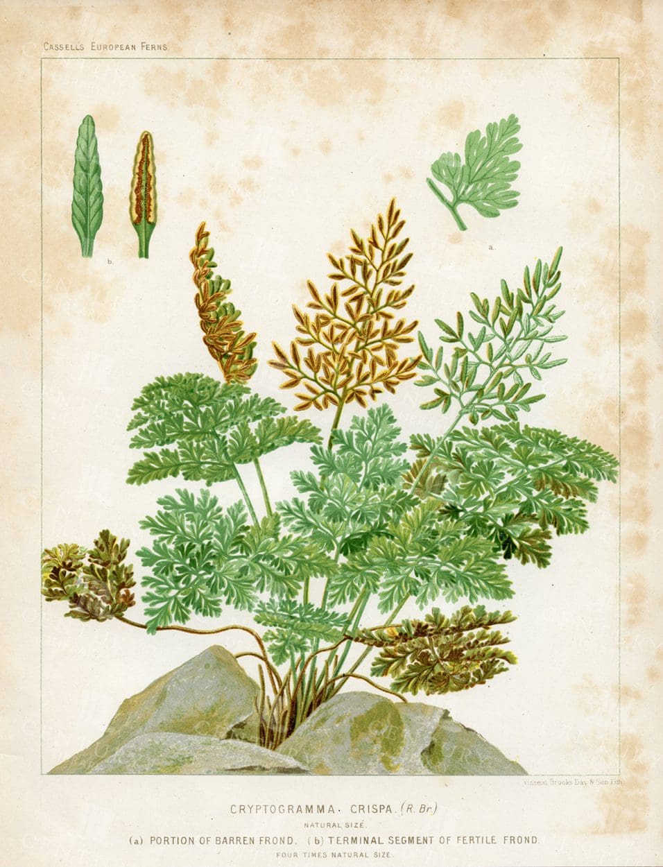 VINTAGE 1881 Botanical Print - Cryptogramma Crispa Fern Species