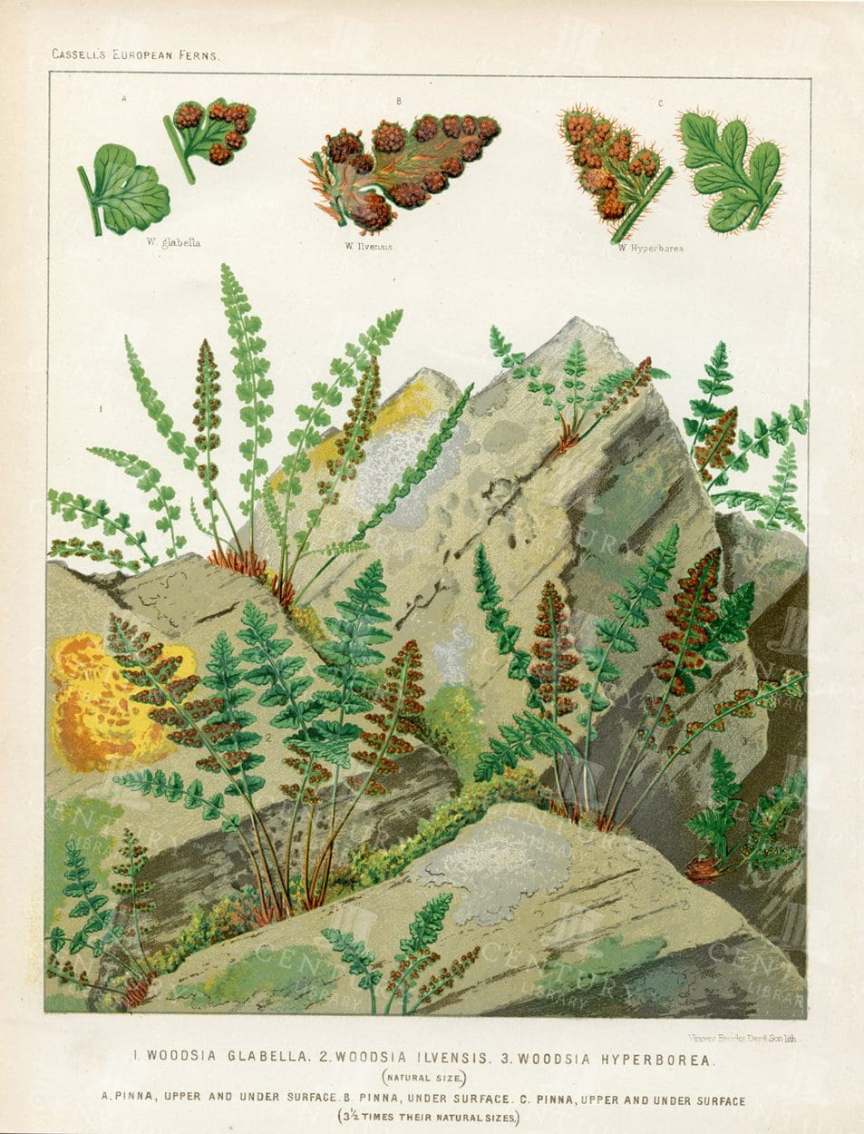 BEAUTIFUL Vintage 1881 Botanical Print - European Ferns - Antique