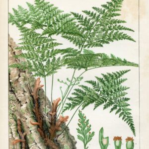DAVALLIA CANARIENSIS (The Hare's Foot Fern) - Vintage 1881 Print