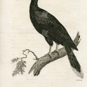 VINTAGE Zoology Engraved Print - Rhinoceros Hornbill - 1812