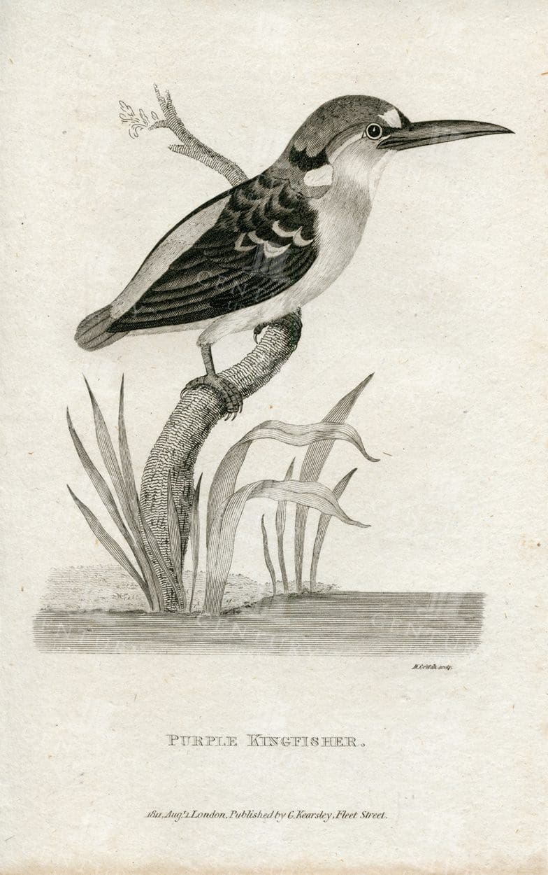PURPLE KINGFISHER - Vintage 1812 Engraving