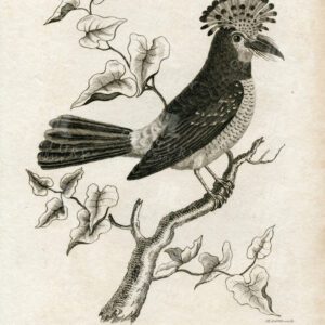 ROYAL TODY - Vintage 1812 Engraved Zoology Print