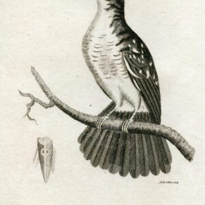 ROYAL TODY - Vintage 1812 Engraved Zoology Print