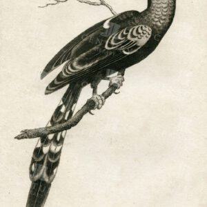 Vintage 1812 Engraved Bird Print - Red-Billed Promerops