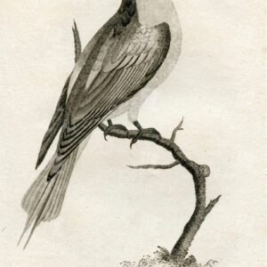 ANTIQUE Bird Print - Common Bee-Eater - Vintage 1812 Engraving