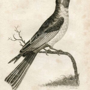 ANTIQUE Engraved Print of the Blue Headed Bee-Eater