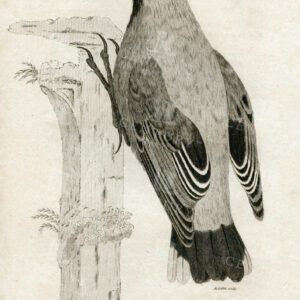 VINTAGE Zoology Bird Print - Wall Creeper - 1812 Antique Engraving