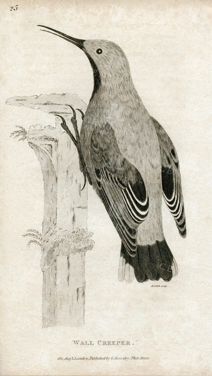 VINTAGE Zoology Bird Print - Wall Creeper - 1812 Antique Engraving