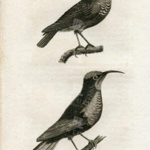 ANTIQUE Zoology Print of a Male and Female Senegal Creeper