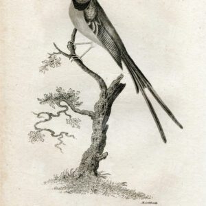 VINTAGE Engraving - Violet-Headed Creeper - Antique 1812 Print