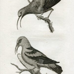 VINTAGE Engraving 1812 - Caerulean Creeper - Cyanean Creeper