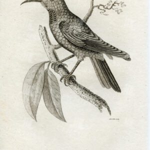 ANTIQUE Engraved Print - Green Faced Creeper - Vintage 1812