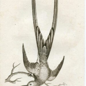 1812 Zoology Engraving of a Fork Tailed Hummingbird - Vintage Print
