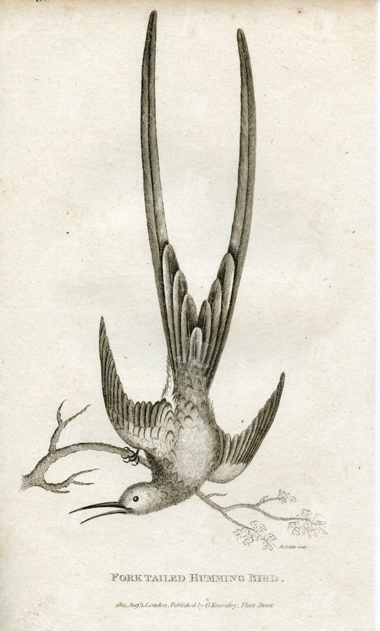 1812 Zoology Engraving of a Fork Tailed Hummingbird - Vintage Print