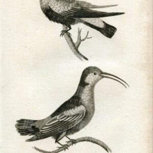 VINTAGE 1812 Print - Black Bellied and Red Breasted Hummingbirds