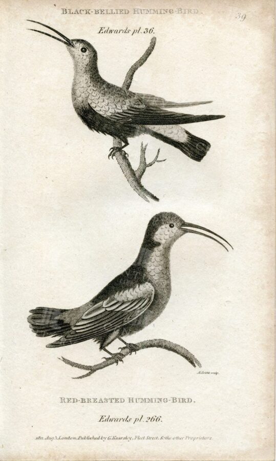 VINTAGE 1812 Print - Black Bellied and Red Breasted Hummingbirds