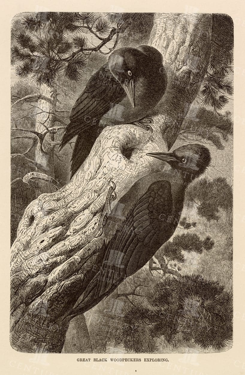 VINTAGE Natural History Print of Great Black Woodpeckers Exploring